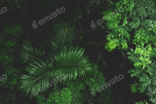 Preview: Earth Day eco concept with tropical forest nature scene background, natural forestation preservation