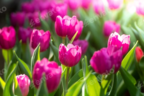 Preview: Pink tulips with sunlight in the morning