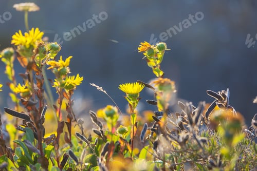Preview: Wildflowers