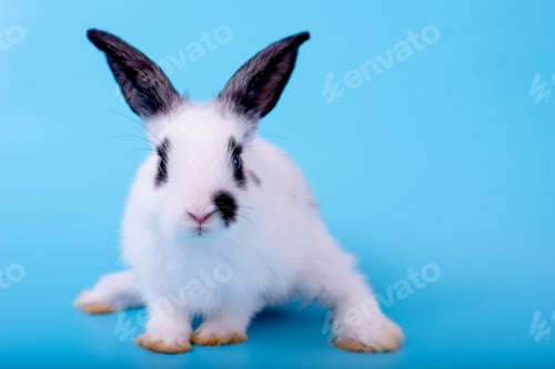Preview: Small cute adorable and fluffy bunny rabbit with black and white pattern stand and look at camera