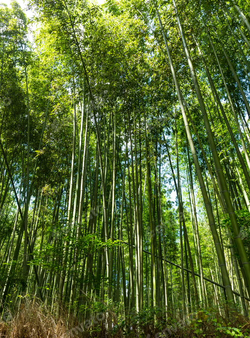 Preview: Bamboo forest at Arashiyama, Kyoto, Japan