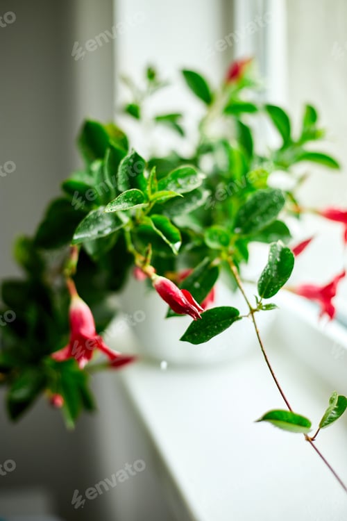 Preview: Red Dipladenia flower growing in the pot on the windowsill at home