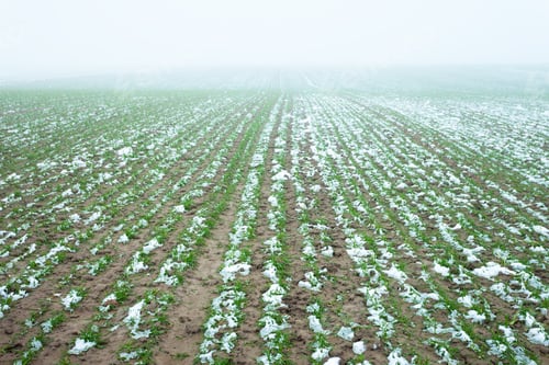 Preview: Melting snow on a farm field on a foggy day, January day