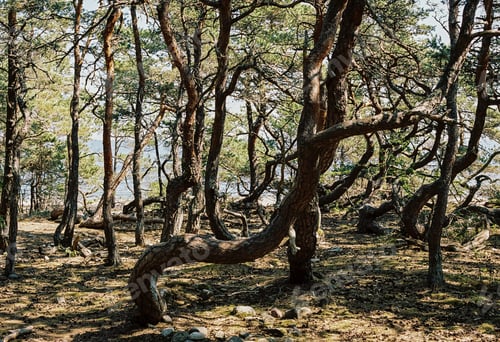 Preview: Dancing pines