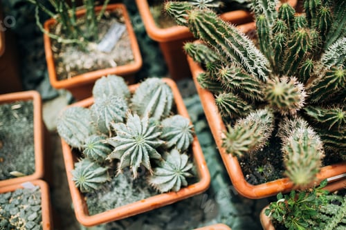 Preview: Variety of cactus in terracotta pots in the botanical garden, top view