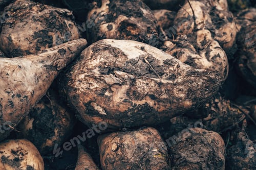 Preview: Closeup of sugar beet root crop on a pile after harvest, dirty Beta Vulgaris roots