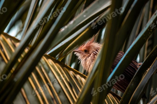 Preview: Bird Perched Among Green Palm Fronds