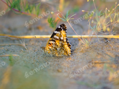 Preview: Yellow orange black butterfly on sand