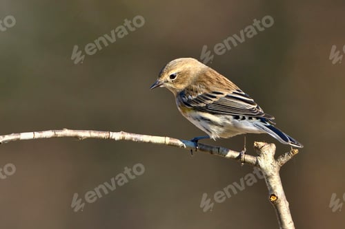 Preview: Yellow rumped warbler in Dover, Tenness