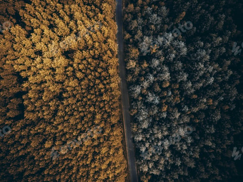 Preview: Season transition summer to autumn fall, forest top down