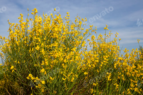 Preview: Yellow Spanish Broom (Spartium junceum), mediterranean region in France,on blue sky background