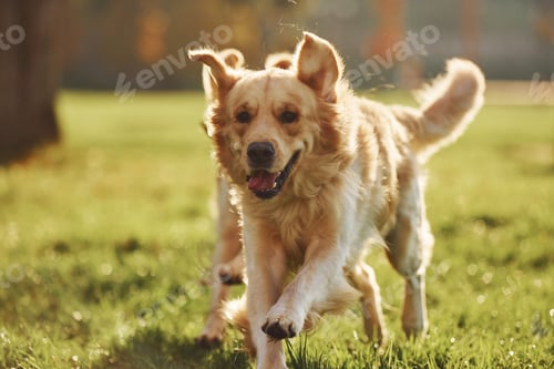 Preview: Running together. Two beautiful Golden Retriever dogs have a walk outdoors in the park together