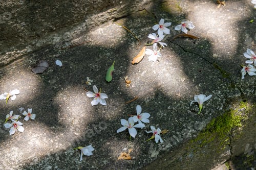 Preview: Vernicia fordii flower on the ground
