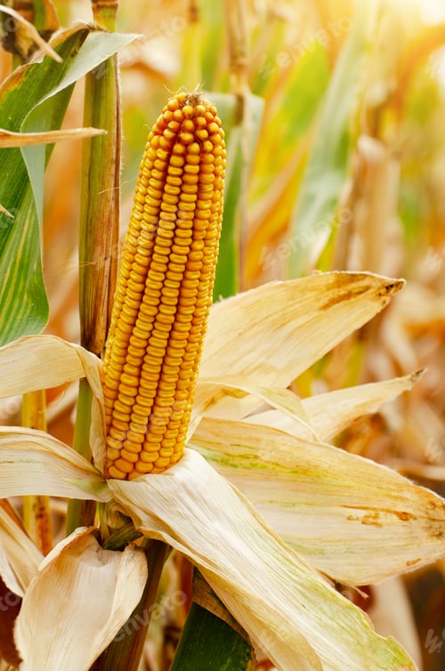 Preview: Dry corn cob on stalks authentic view on corn field autumn time