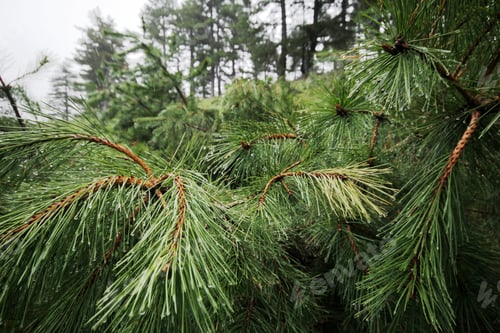 Preview: raindrops on branches of pine tree