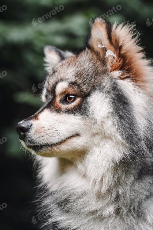Preview: Portrait of a young purebred Finnish Lapphund dog looking to the side