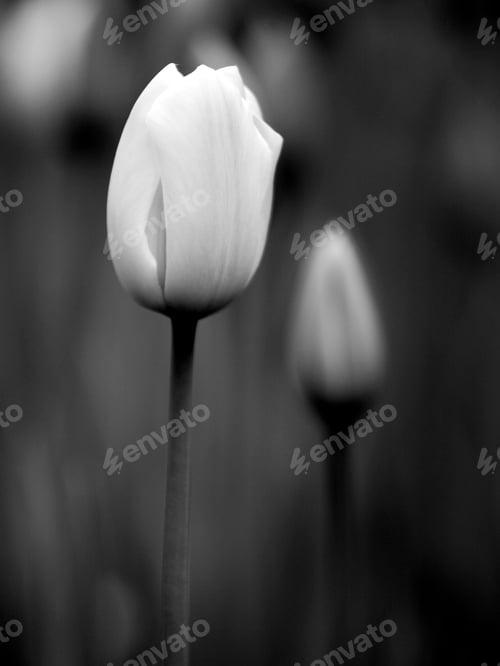 Preview: Tulips
