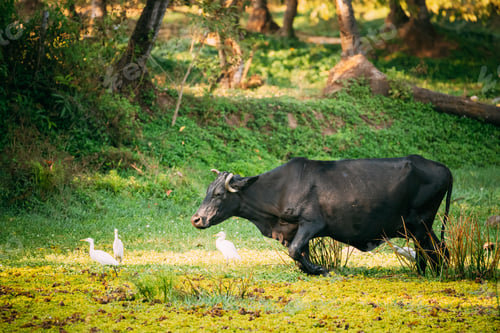 Preview: Goa, India. Cow Walking With Little Egrets In Swamp
