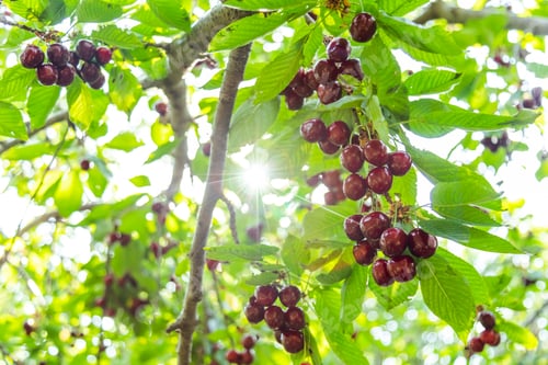 Preview: Ripe cherries on a tree branch