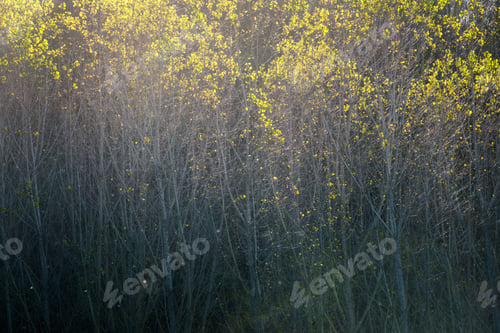 Preview: Play of autumnal lights in the green yellow leaves of a poplar forest