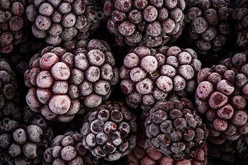 Preview: Frozen blackberry fruits, close up
