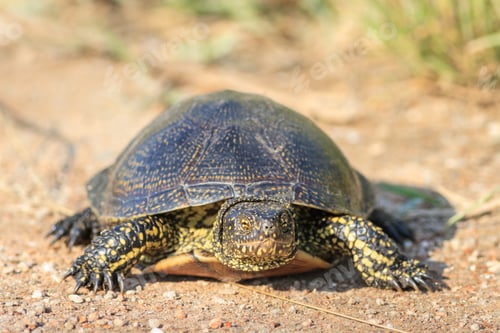 Preview: European bog turtle (emys orbicularis)