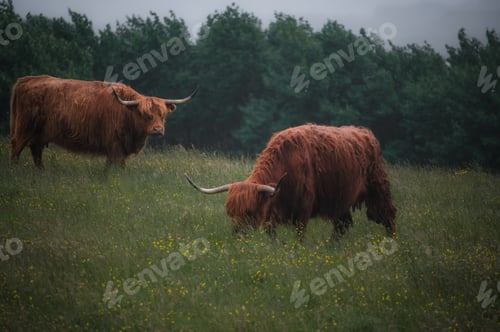 Preview: Furry highland cows in Isle of Skye, Scotland. Rural landscape,farming and agriculture concept