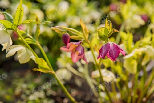 Preview: Row of hellebore flowers in full bloom, showcasing their vibrant colors and delicate petals, perfect