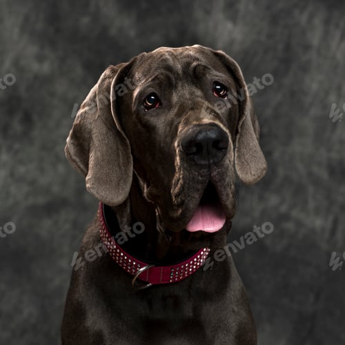 Preview: Great Dane in front of a grey background