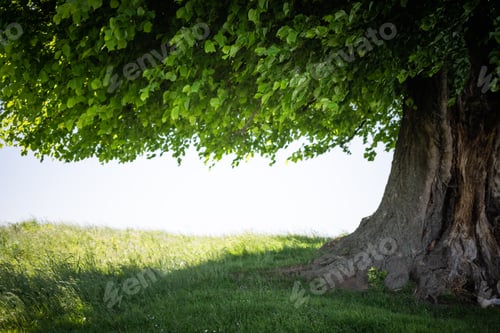 Preview: Old linden tree on summer meadow
