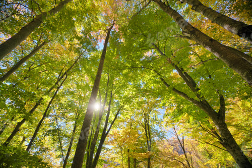 Preview: Into the autumn forest