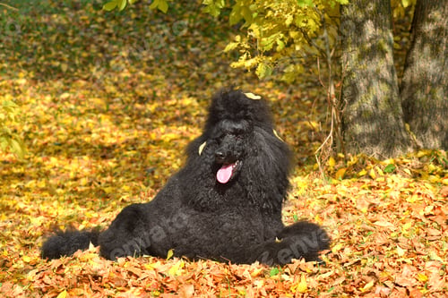 Preview: Resting beautiful black poodle