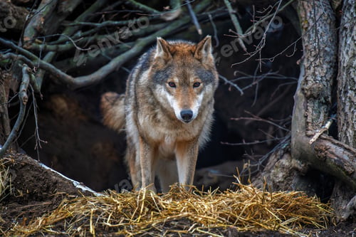 Preview: Gray wolf (Canis lupus) emerging from den