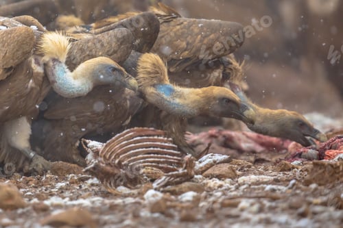 Preview: Griffon vulture group