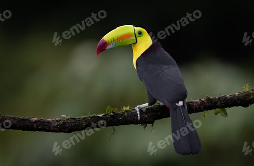 Preview: Toucan in Costa Rica