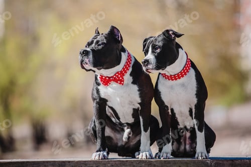 Preview: American Staffordshire terrier dog