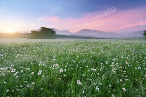 Preview: Spring camomile meadow in mountain