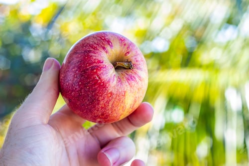 Preview: Hand Holding a Crisp Red Apple Outdoors