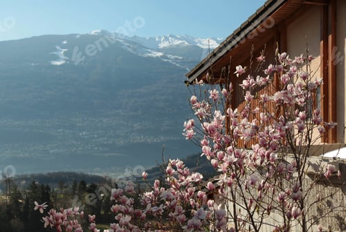 Preview: Blooming cherry tree in Sion, Switzerland