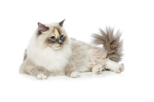 Preview: beautiful birma cat isolated on white