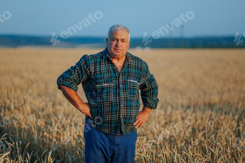 Preview: Wheatfield Serenity A content senior farmer radiates joy in the golden expanse.