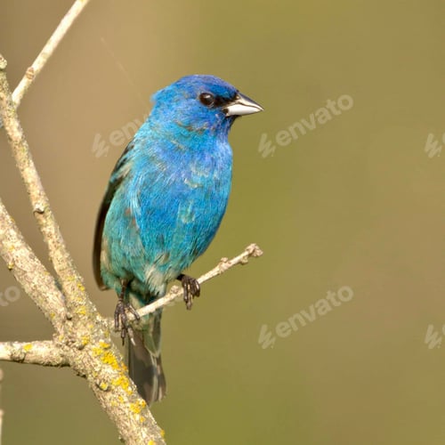 Preview: Closeup of an Indigo Bunting perched on a green brunch