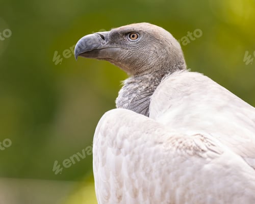 Preview: Cape Vulture