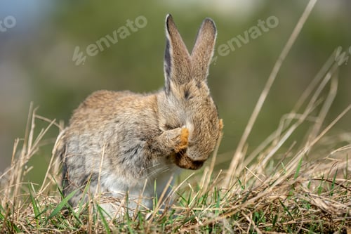 Preview: Rabbit hare while in grass