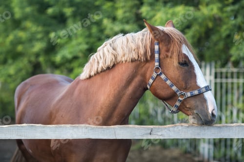 Preview: Horse hanoverian red brown color with white strip line