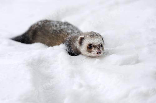Preview: Wild ferret in snow