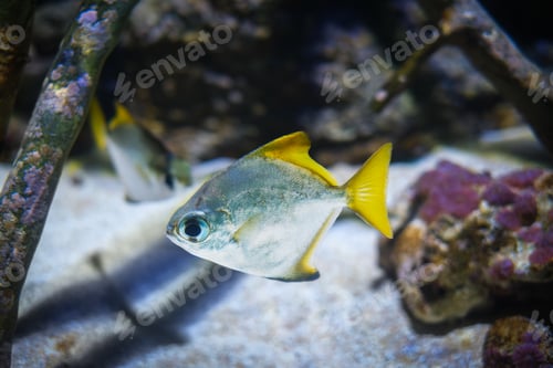 Preview: Silver moony Monodactylus argenteus fish