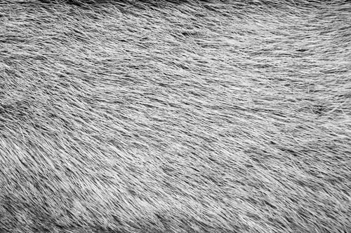 Preview: Fluffy Texture Of Fur Of Wild Animals Of Gray Color For Abstract Backgrounds