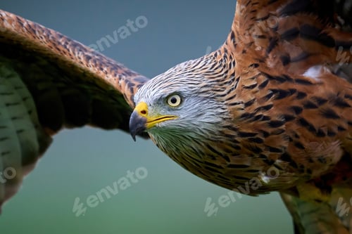 Preview: Red kite (Milvus milvus)