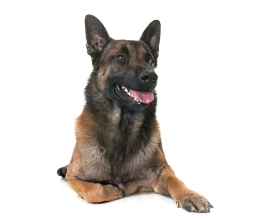 Preview: belgian shepherd malinois